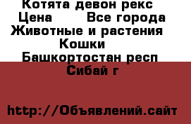 Котята девон рекс › Цена ­ 1 - Все города Животные и растения » Кошки   . Башкортостан респ.,Сибай г.